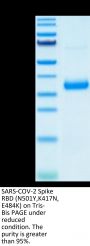 SARS-COV-2 Spike RBD (N501Y,K417N,E484K) Protein (COV-VM1RM)