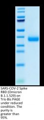 SARS-COV-2 Spike RBD (Omicron B.1.1.529) Protein (COV-VM1RO)