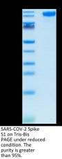 SARS-COV-2 Spike S1 Protein (COV-VM1S1)