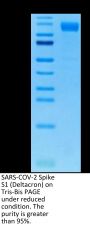 SARS-COV-2 Spike S1 (Deltacron) Protein (COV-VM1SD)