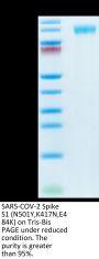 SARS-COV-2 Spike S1 (N501Y,K417N,E484K) Protein (COV-VM1SM)