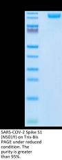 SARS-COV-2 Spike S1 (N501Y) Protein (COV-VM1SY)