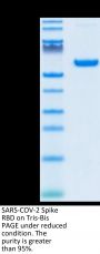 SARS-COV-2 Spike RBD Protein (COV-VM2BD)