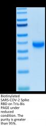 Biotinylated SARS-COV-2 Spike RBD Protein (COV-VM4BDB)