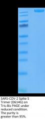 SARS-COV-2 Spike S Trimer (D614G) Protein (COV-VM4LG)