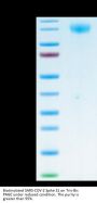 Biotinylated SARS-COV-2 Spike S1 Protein (COV-VM4S1B)