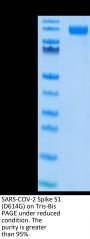 SARS-COV-2 Spike S1 (D614G) Protein (COV-VM4SG)