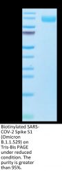 Biotinylated SARS-COV-2 Spike S1 (Omicron B.1.1.529) Protein (COV-VM4SOB)