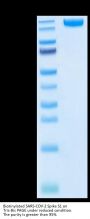 Biotinylated SARS-COV-2 Spike S1 Protein (COV-VM5S1B)