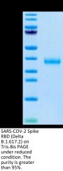 SARS-COV-2 Spike RBD (Delta B.1.617.2) Protein (DB1-VM1BD)