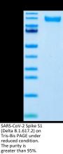 SARS-CoV-2 Spike S1 (Delta B.1.617.2) Protein (DB1-VM1S1)