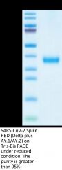 SARS-CoV-2 Spike RBD (Delta plus AY.1/AY.2) Protein (DP1-VM1BD)