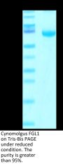Cynomolgus FGL1 Protein (FGL-CM211)