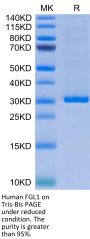 Human FGL1 Protein (FGL-HM411)