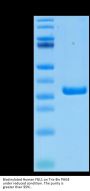 Biotinylated Human FGL1 Protein (FGL-HM411B)