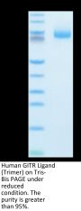 Human GITR Ligand/TNFSF18 Trimer Protein (FSF-HM218)