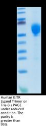 Human GITR Ligand/TNFSF18 Trimer Protein (FSF-HM418)