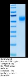Biotinylated Human GITR Ligand/TNFSF18 Trimer Protein (Primary Amine Labeling) (FSF-HM418B)