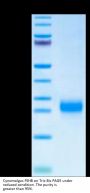 Cynomolgus FSHB Protein (FSH-CM10B)