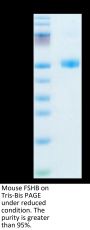 Mouse FSHB Protein (FSH-MM201)