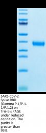 SARS-CoV-2 Spike RBD (Gamma P.1/P.1.1/P.1.2) Protein (GP1-VM1BD)