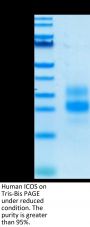 Human ICOS/CD278 Protein (ICO-HM101)
