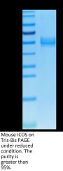 Mouse ICOS/CD278 Protein (ICO-MM201)