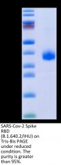 SARS-Cov-2 Spike RBD (B.1.640.2/IHU) Protein (IHU-VM1RD)