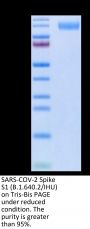 SARS-COV-2 Spike S1 (B.1.640.2/IHU) Protein (IHU-VM1S1)