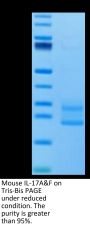 Mouse IL-17A&F Protein (IL7-MM4AF)