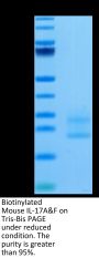 Biotinylated Mouse IL-17A&F Protein (IL7-MM4AFB)