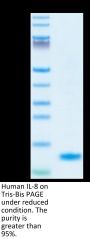 Human IL-8/CXCL8 Protein (IL8-HM1RA)