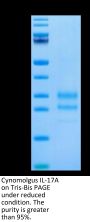 Cynomolgus IL-17A/CTLA-8 Protein (ILA-CM417)
