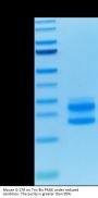 Mouse IL-17A/CTLA-8 Protein (ILA-MM417)