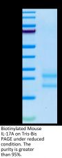 Biotinylated Mouse IL-17A/CTLA-8 Protein (ILA-MM417B)