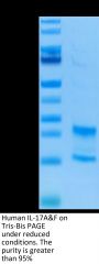 Human IL-17A&F Protein (ILF-HM118)