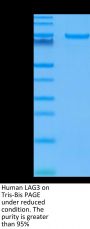 Human LAG3/CD223 Protein (LAG-HM231)