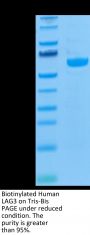 Biotinylated Human LAG3/CD223 Protein (LAG-HM431B)