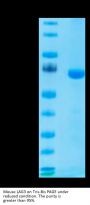Mouse LAG3/CD223 Protein (LAG-MM131)