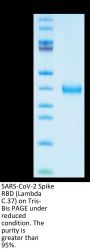 SARS-CoV-2 Spike RBD (Lambda C.37) Protein (LCD-VM1BD)