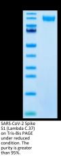 SARS-CoV-2 Spike S1 (Lambda C.37) Protein (LCS-VM1S1)