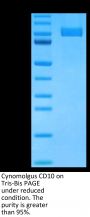 Cynomolgus CD10/MME Protein (MME-CM110)