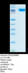 Human CD10/MME Protein (MME-HM110)