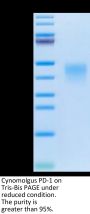 Cynomolgus PD-1/PDCD1 Protein (PD1-CM101)