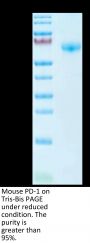 Mouse PD-1/PDCD1 Protein (PD1-MM201)