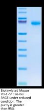 Biotinylated Mouse PD-1/PDCD1 Protein (Primary Amine Labeling)  (PD1-MM201B)