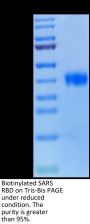 Biotinylated SARS Spike RBD Protein (SAR-VM4BDB)