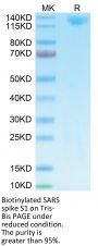 Biotinylated SARS Spike S1 Protein (SAR-VM5S1B)