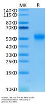 Human Tim-3/HAVCR2 Protein (TIM-HM131)