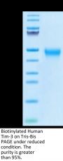 Biotinylated Human Tim-3/HAVCR2 Protein (TIM-HM431B)